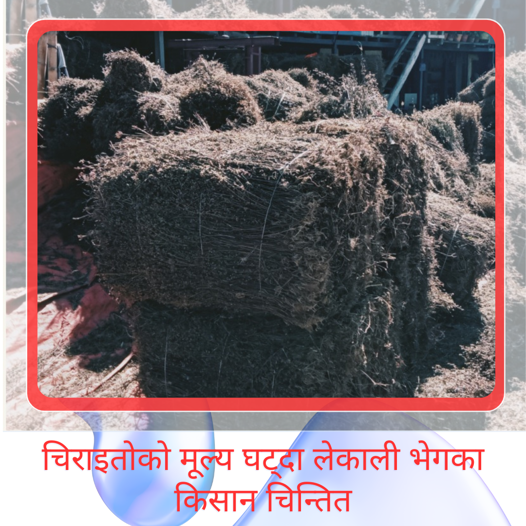 चिराइतोको मूल्य घट्दा लेकाली भेगका किसान चिन्तित