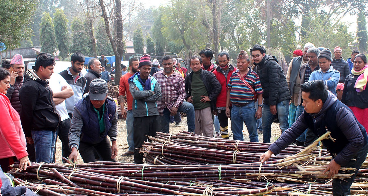महाशिवरात्रीमा उखु व्यापार
