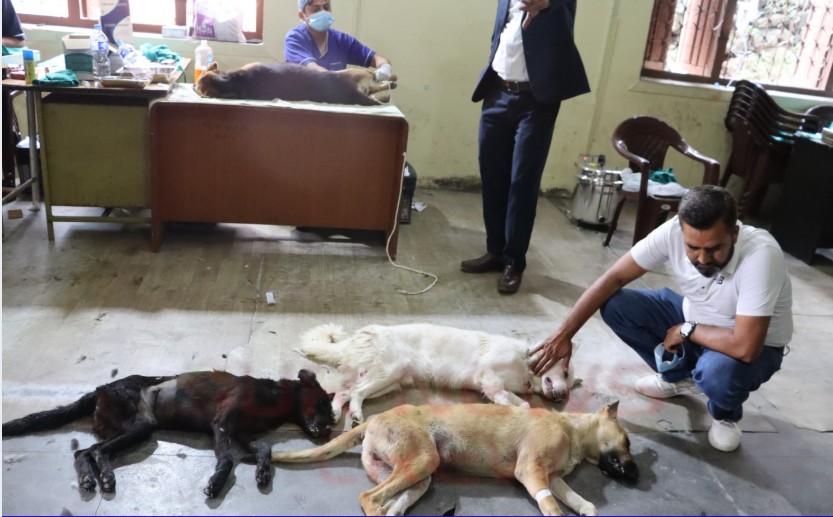 चन्द्रागिरि–६ मा सामुदायिक कुकुरहरूको बन्ध्याकरण तथा रेबिजविरुद्ध खोप कार्यक्रम