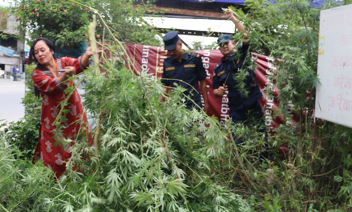 चन्द्रागिरि–२ मा गरियो गाजा फडानी, सार्वजनिक स्थल र घरछेउका बिरुवा नष्ट