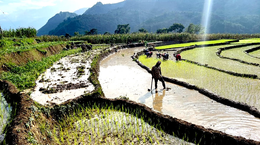 असार सकिनै लाग्दा देशभर ५० प्रतिशत मात्र धान रोपाइँ