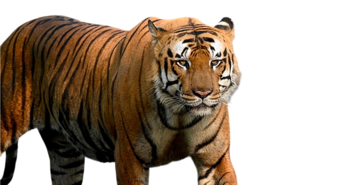 नेपालमा बाघको सङ्ख्या बढेर ४२९ पुग्यो, चितवनमा सबैभन्दा धेरै
