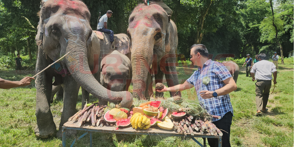 चितवनमा घट्दै निजी हात्ती, संरक्षण र पर्यटनबीच सन्तुलनको चुनौती