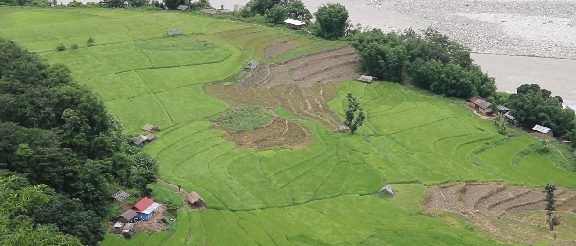 कोशी प्रदेशमा करिब ९४ प्रतिशत रोपाइँ, गत वर्षभन्दा सुधार
