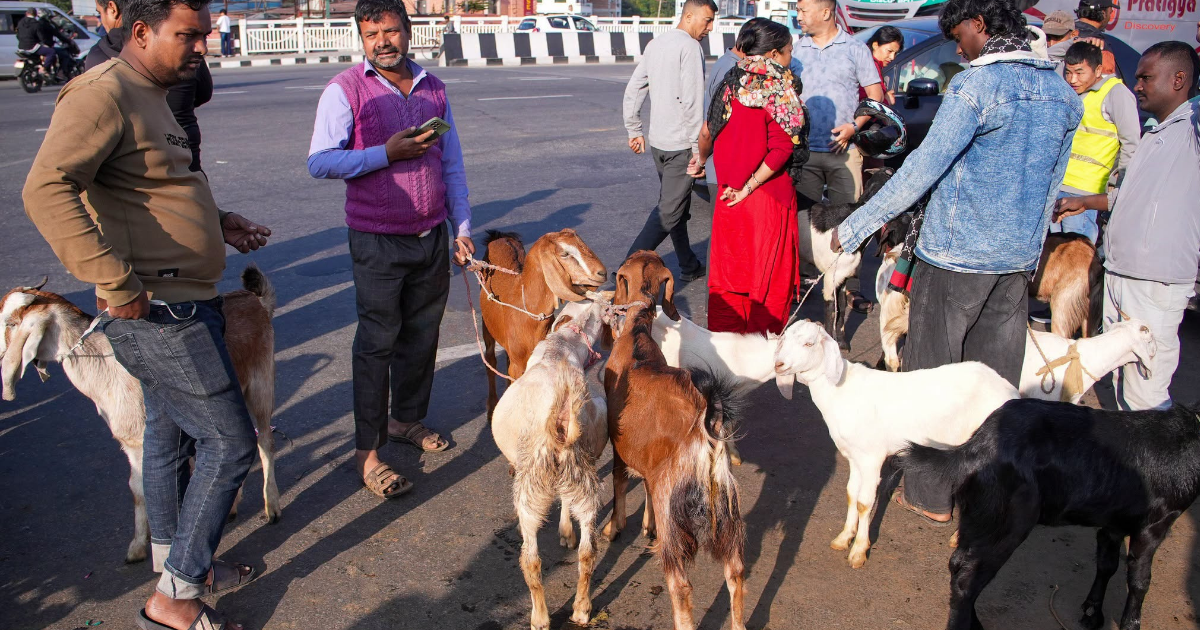 दसैँको चहलपहलसँगै कलंकीमा खसीबोका र च्याङ्ग्राको बजार तात्यो